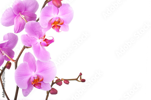 Fototapeta Naklejka Na Ścianę i Meble -  Pink orchids