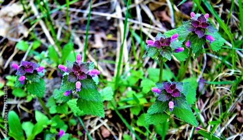 Purple and green nettle flower in the forest