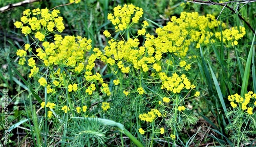 Yellow flower on the field