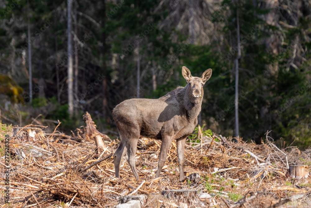 Young moose standing in a forest in Sweden Young moose standing in a forest in Sweden