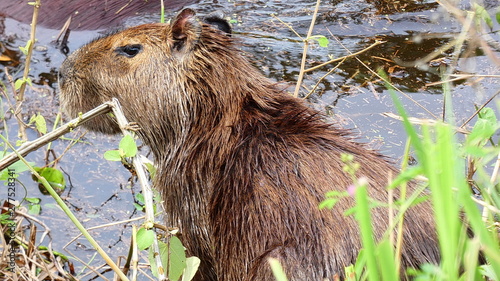 Capybara in the water of a swamp in bolivian Pantanal photo