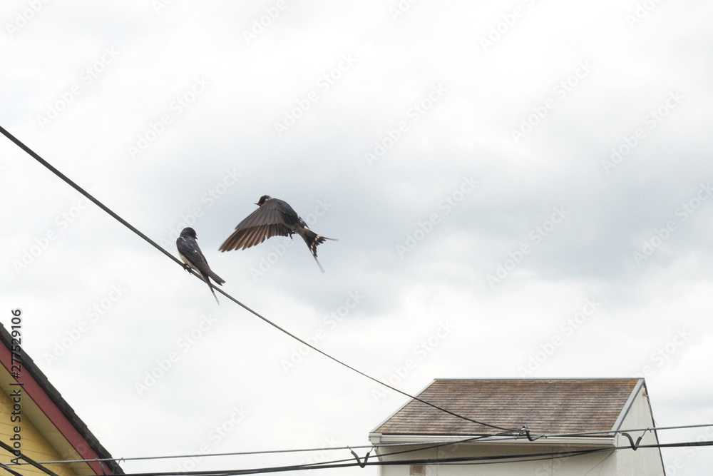 つばめ - Swallow with cloudy sky background つばめ - Swallow with cloudy sky background