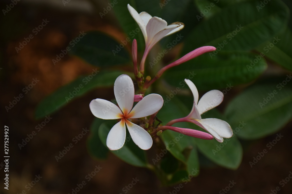 Fototapeta premium flower in garden