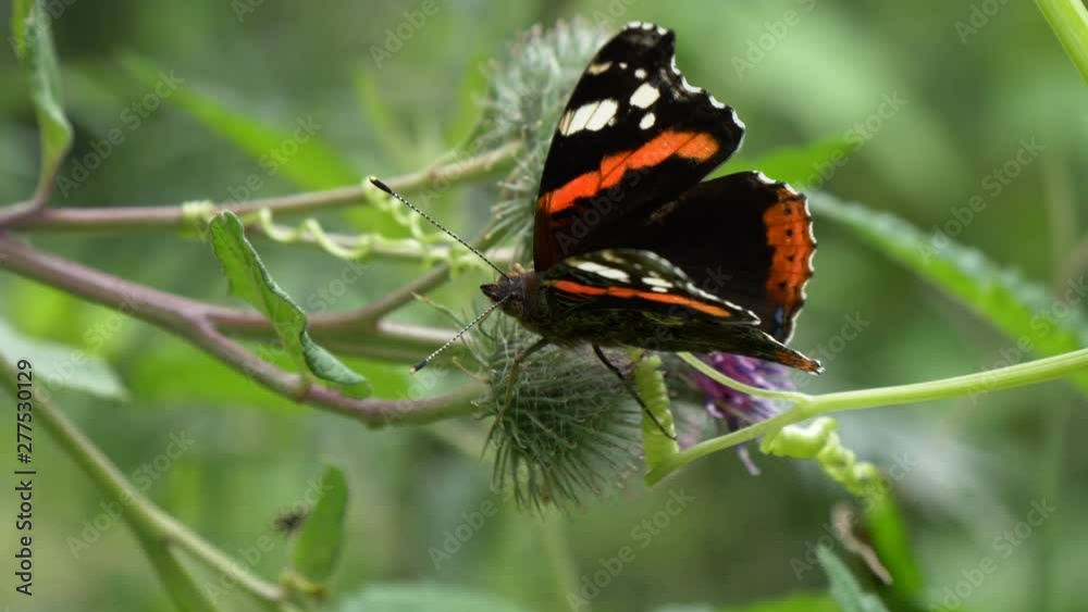 beautiful butterfly urticaria drinking nectar from a flower