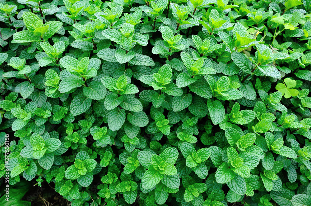 Dense mint plant growing at vegetable garden