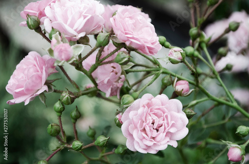 pink rose in the garden