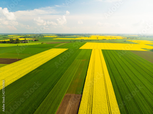 Pole pola rzepak rzepaku kwitnie wieś farma przemysł rolnictwo wiosna maj