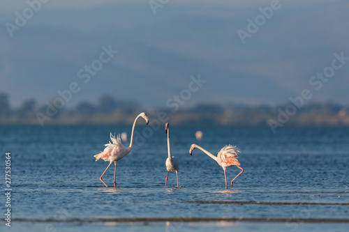 greater flamingos (phoenicopterus roseus) mating in water