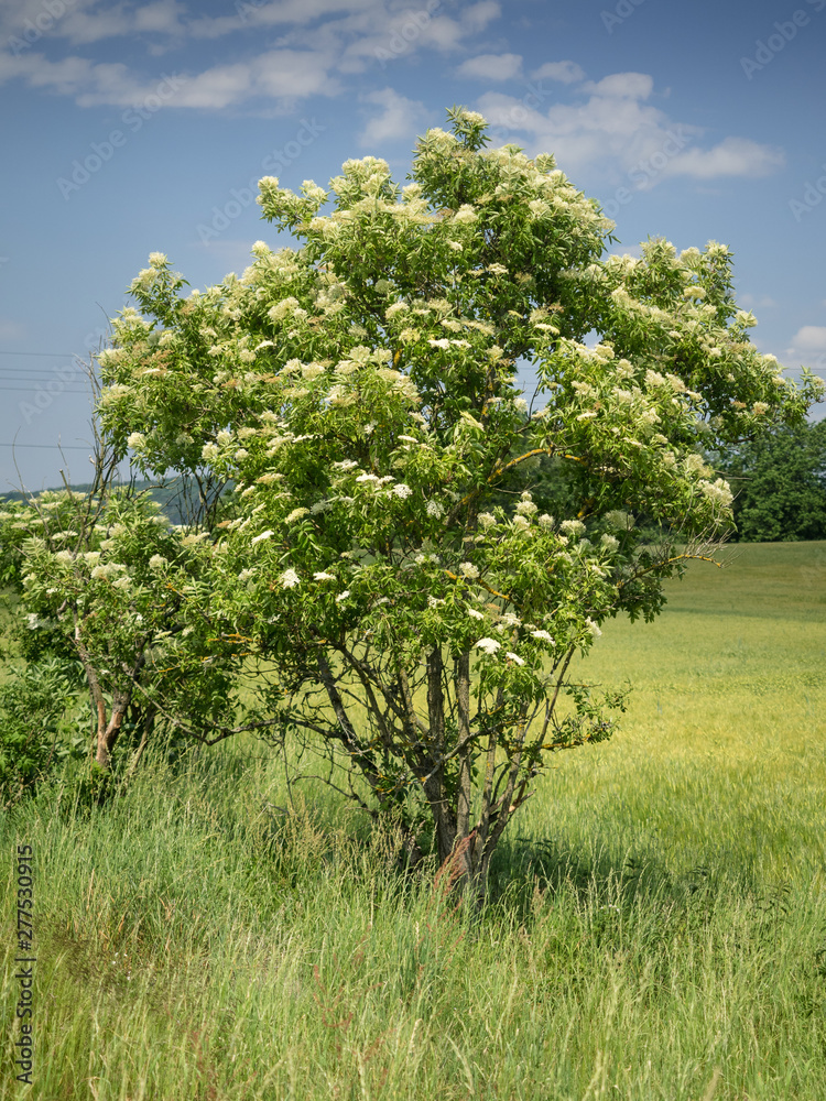 Ein kleiner blühender Holunderbaum (Sambucus nigra) steht auf einer Wiese.
