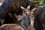 Baby joey kangaroo with emus and big kangaroos