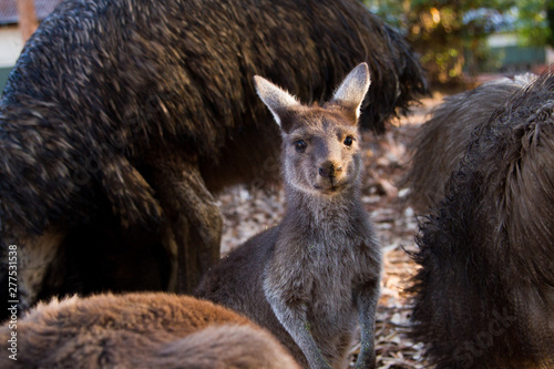 Baby joey kangaroo with emus and big kangaroos