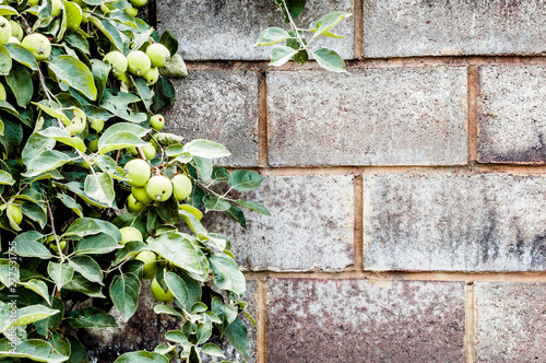 Stone Wall and Apple Branch © dolphy_tv