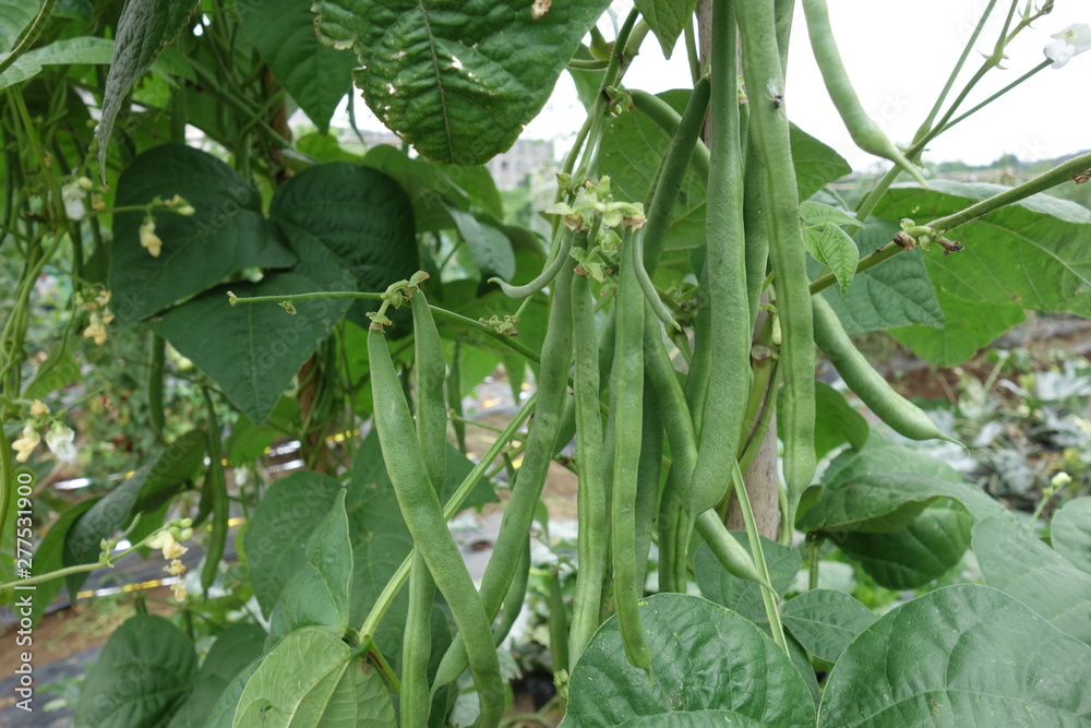 畑のインゲン豆 畑のインゲン豆