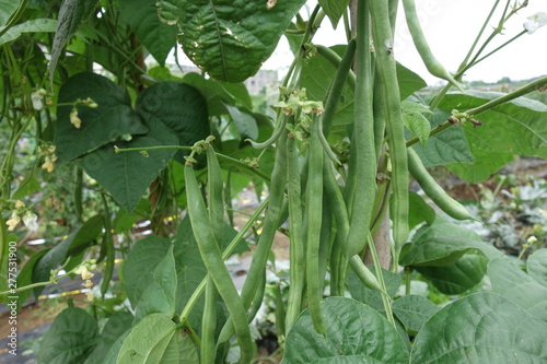 畑のインゲン豆 photo