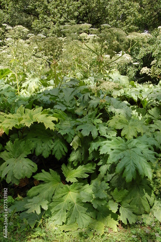 Sosnowsky's hogweed Heracleum sosnowskyi dangerous poisonous plant