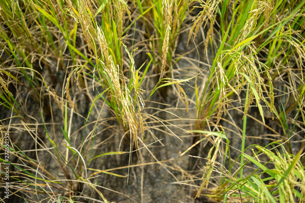 Backgrounds Textures Golden rice fields in Thailand