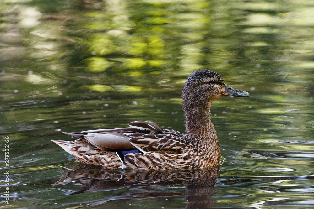 A duck in a pond, with waves on the surface of the water. A duck in a pond, with waves on the surface of the water.