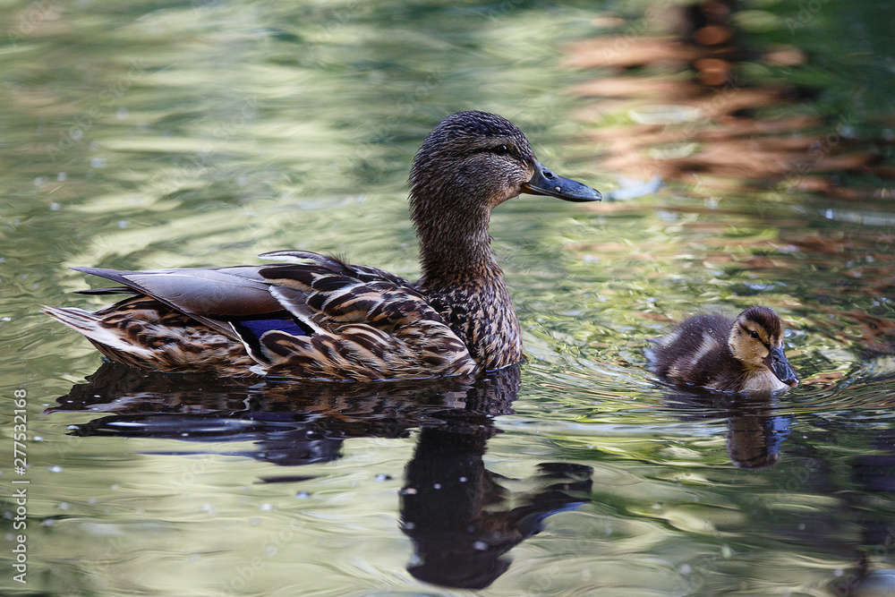 Fototapeta premium Duck with ducklings on the surface of the pond.