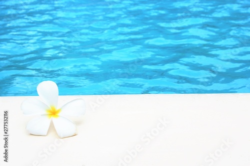 frangipani flower tropical poolside turquoise blue background with copy space stock photo photograph image picture  © cheekylorns