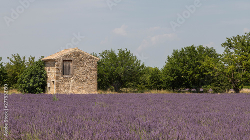 Traditional cabanon in a lavender field in Provence