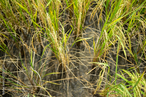 Backgrounds Textures Golden rice fields in Thailand
