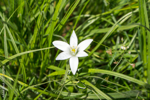 Hionodoksa flower on a grass background © Alexey Wraith
