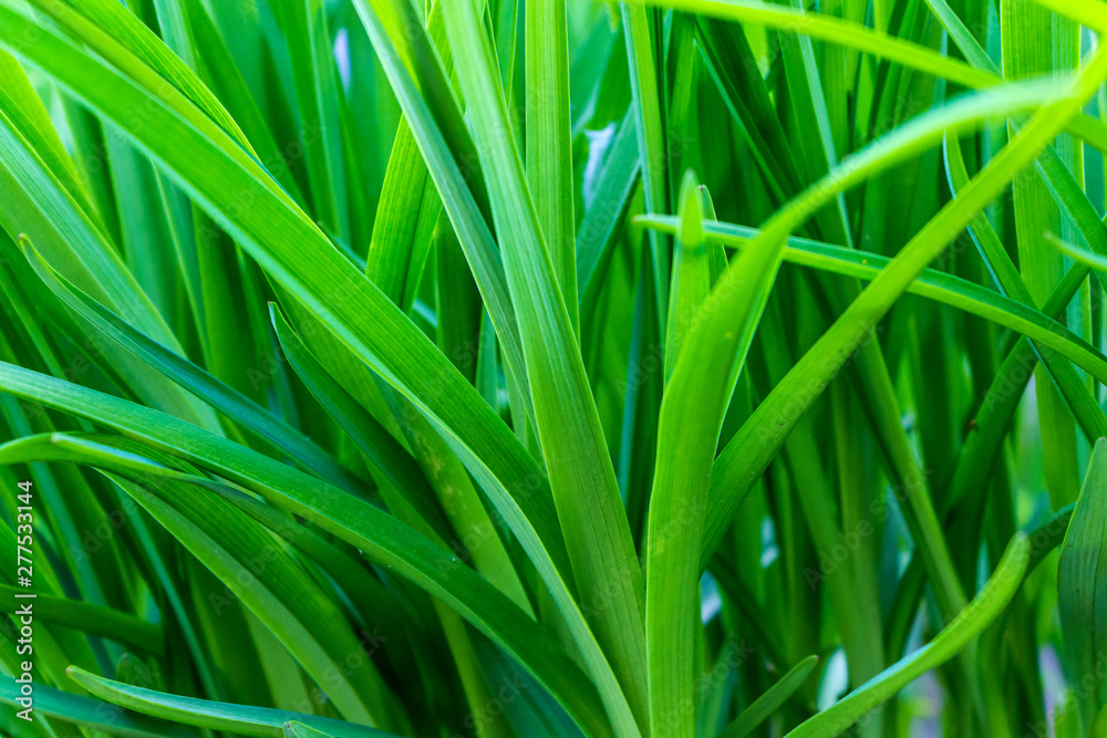 beautiful, juicy, green grass close-up, in natural sunlight beautiful, juicy, green grass close-up, in natural sunlight