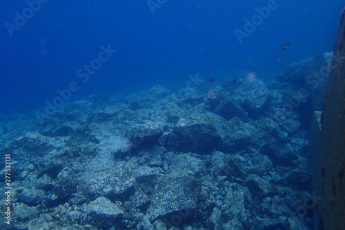 underwater photos of diving in the Atlantic Ocean next to the Canary Islands