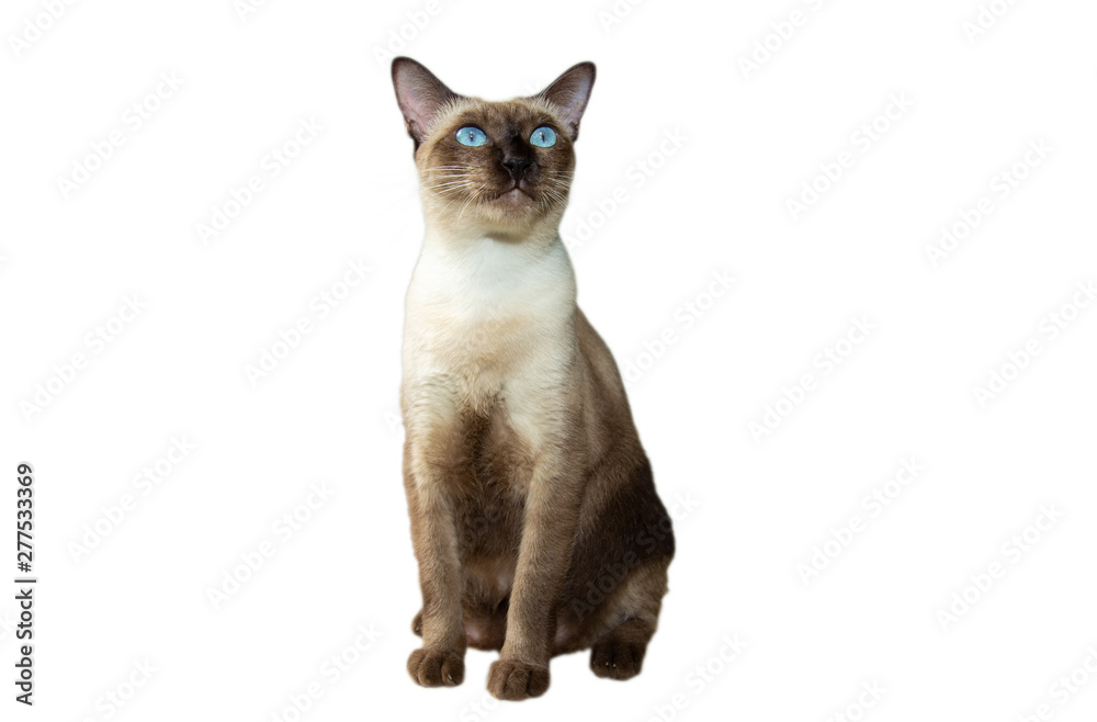 Dicut of the Siamese cat are sitting on white background. Dicut of the Siamese cat are sitting on white background.