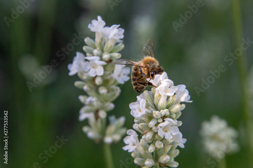Biene an weißem Lavendel © Herzpunk Design