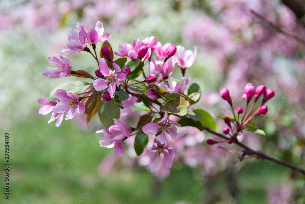 Beautiful appletree in bloom with pink flowers. Beautiful appletree in bloom with pink flowers.