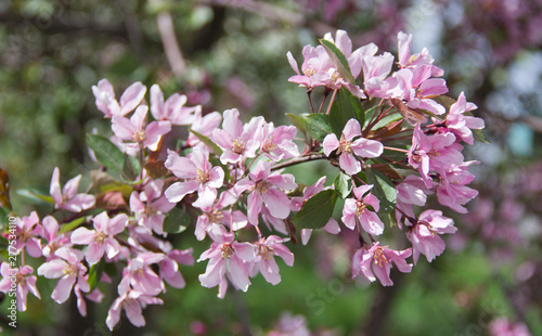 Wallpaper Mural Beautiful appletree in bloom with pink flowers. Torontodigital.ca