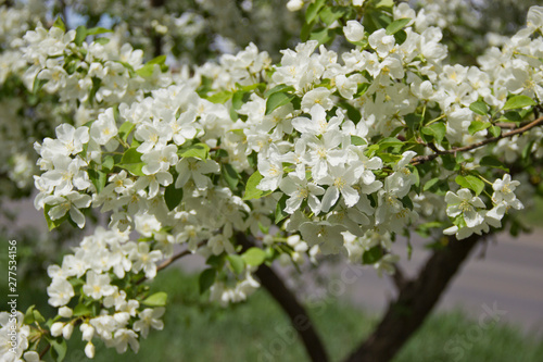 Fototapeta Naklejka Na Ścianę i Meble -  Beautiful appletree in bloom with white flowers.