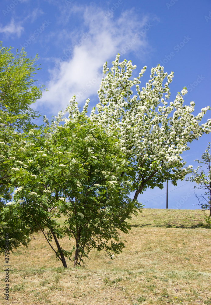 Beautiful appletree in bloom with white flowers.