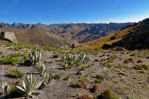 medicinal plant known as Willa willa (Culcitium canescens) in the foreground.