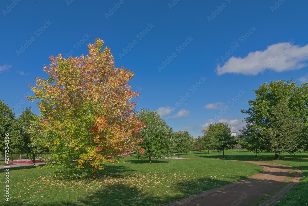 The early autumn in the city park. Maple tree with red leaves surrounded by greenery. Soft focus