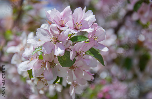 Beautiful appletree in bloom with pink flowers.