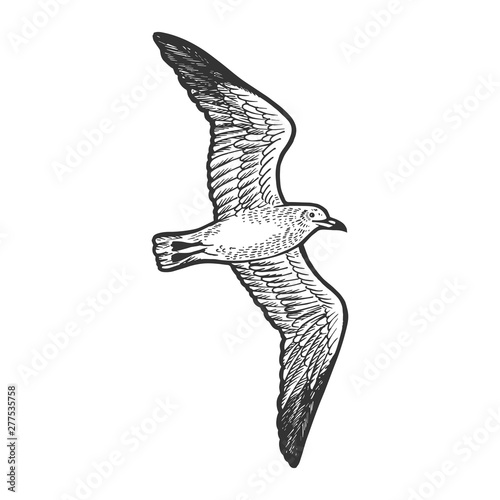 Seagull bird animal sketch engraving vector illustration. Scratch board style imitation. Hand drawn image.