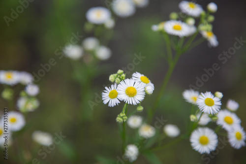 Fototapeta Naklejka Na Ścianę i Meble -  daisies in the garden