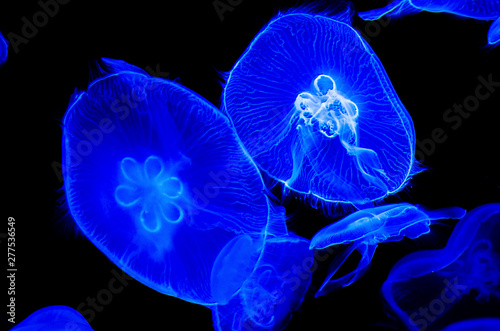 Blurred jellyfish with black background and blurred patterns.