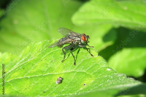 Fly on green leaves background, closeup