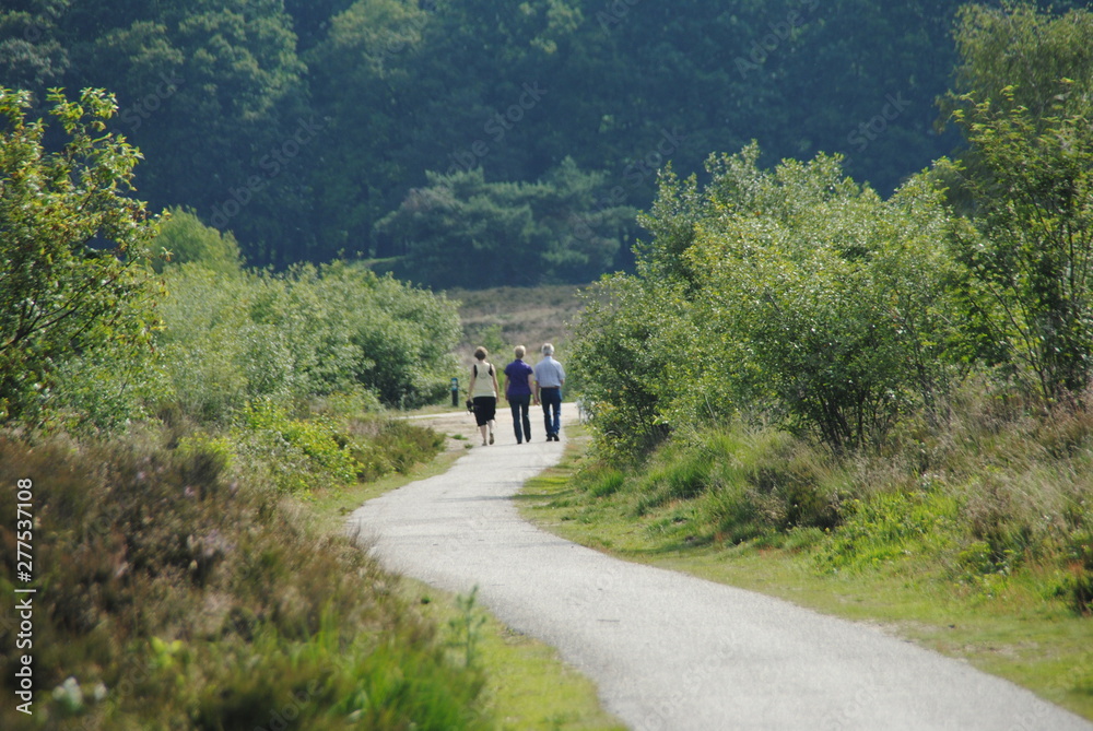 forest and heath forest and heath
