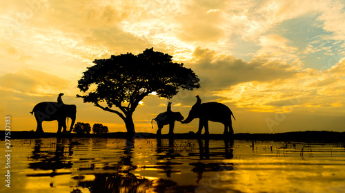 Silhouette Group of Elephant and Man Reflection on Water. © aFotostock