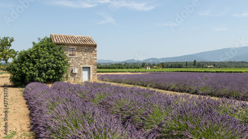Small cottage in the middle of a lavender field in Provence