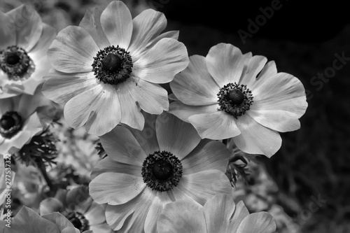 ANEMONE POPPIES IN BLACK & WHITE