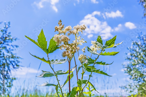 Medicinal plant Meadowsweet (lat. Filipendula ulmaria)