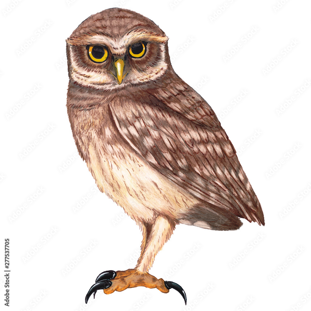 Naklejka premium Pequen, ave que se encuentra en casi todo Chile