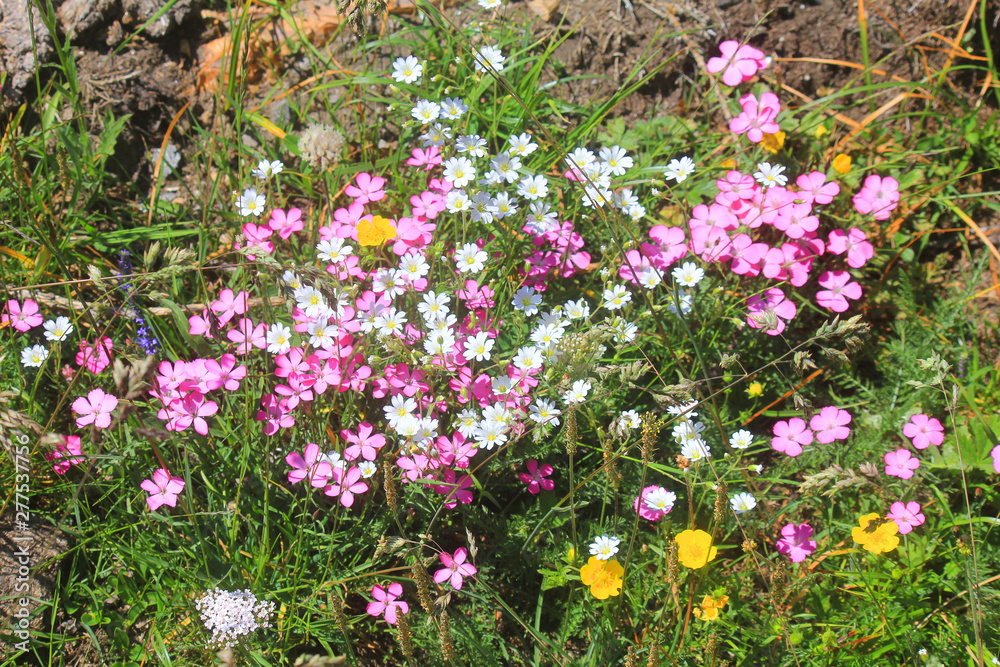 Naklejka premium composition of flowers in the meadow in mountain
