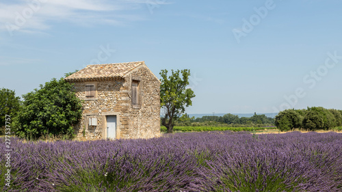 Small cottage in the middle of a lavender field in Provence