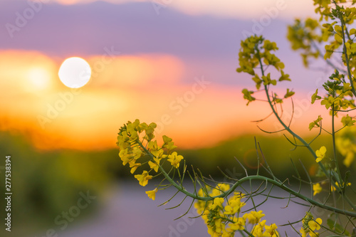 菜の花と夕景 © FOSSIL